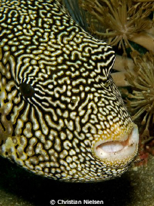 I like the fantastic pattern  on the Puffer Fish. Art in ... by Christian Nielsen 